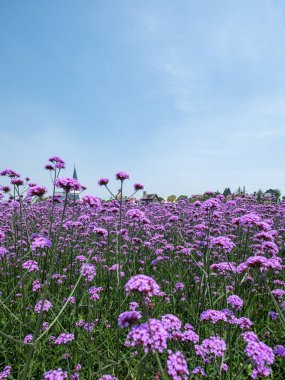 Mor verbena çiçeği kümelerinin dikey yakın çekimi, mavi gökyüzü arka planına sahip çiçek başlarının karmaşık detaylarını gözler önüne seriyor..