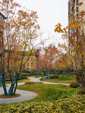 Manikürlü çimlerin arasında kıvrımlı kaldırımlar ve çakıl geçitleri ve mavi boyalı gövdeleri olan canlı sonbahar ağaçları. Görüntü sakin bir mahalleyi ve mevsimlik güzel manzarayı yansıtıyor. Doğal ışıklandırmalı yüksek kaliteli gerçek fotoğrafçılık.