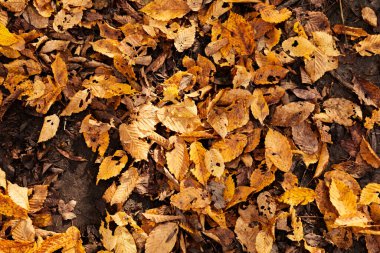 Zeminde sonbahar yaprakları
