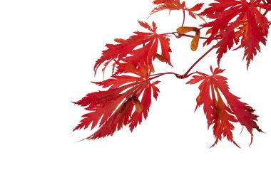 Kırmızı akçaağaç yaprakları beyaz veya şeffaf png üzerinde yalıtılmış