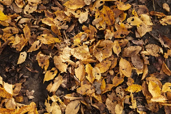 Zeminde sonbahar yaprakları