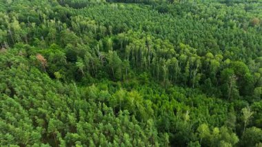 İHA uçuşunu taze yeşil kırsal orman manzarasına, ağaçların üzerinden yüksek uçuşa itin.
