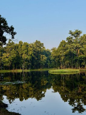 Berrak mavi gökyüzünün altında yeşil ağaçları yansıtan sakin bir orman gölü. Dokunulmamış doğayı ve sakin çevreyi aydınlatıyor..