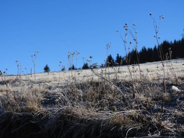 Tepenin yukarısında donmuş otlar