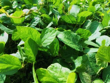 Taze Yapraklı Yoğun Yeşil Çalılar Doğal Bitki Özgeçmişi