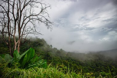Alçak bulutların yemyeşil tepelerde yuvarlandığı sisli tropikal dağ ormanları. Dokunulmamış yağmur ormanlarını, nemli atmosferi ve doğal yabanı gösteren dramatik vahşi doğa..