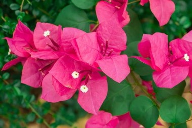 Küçük beyaz merkezleri ve yeşil yaprakları olan canlı pembe bougainvillea çiçeklerini kapatın, doğal güneş ışığında renkli bir tropikal çiçek arkaplanı oluşturun..
