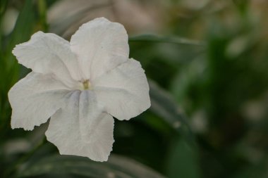 Yumuşak yeşil arka planda beyaz petunya çiçeği, doğal gün ışığında narin desenli taç yaprakları, en az ve taze görünümle zarif bir bahçe çiçeği..