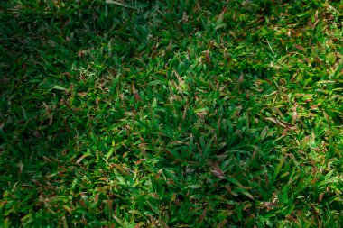 Yeşil çimen desenli doğal güneş ışığı alan yakın plan, temiz hava örtüsü arka plan, detaylı çim deseni..