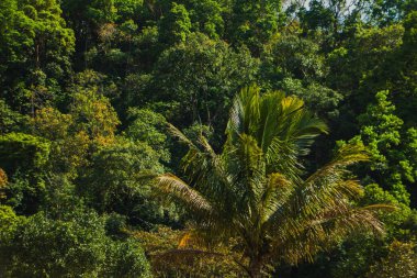 Ön planda palmiye ağaçları olan bereketli tropikal orman, doğal güneş ışığı altında yoğun yeşil orman bitkisi, egzotik yağmur ormanları..