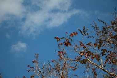 Açık mavi gökyüzüne karşı ağaç dalları üzerinde kırmızı kahverengi yapraklar ve tohum kümeleri. Kopya alanı ve sakin açık hava atmosferli mevsimsel doğa manzarası..