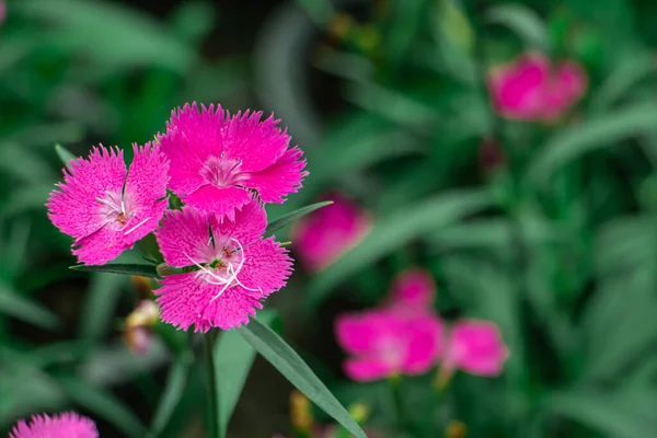 Parlak pembe dianthus çiçekleri püsküllü yapraklar ve yumuşak yeşil bokeh arka planıyla, bahar ve yaz ayları boyunca canlı bahçeler çiçek açar..