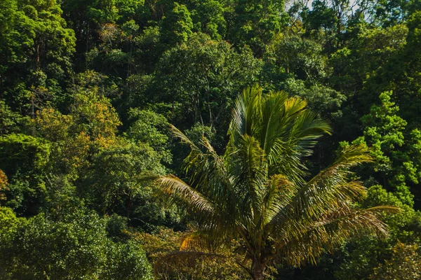 Ön planda palmiye ağaçları olan bereketli tropikal orman, doğal güneş ışığı altında yoğun yeşil orman bitkisi, egzotik yağmur ormanları..