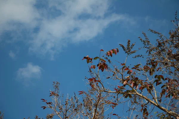 Açık mavi gökyüzüne karşı ağaç dalları üzerinde kırmızı kahverengi yapraklar ve tohum kümeleri. Kopya alanı ve sakin açık hava atmosferli mevsimsel doğa manzarası..