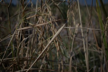 Close-up of ripe rice plants drying in the field, golden brown stalks and grains showing harvest season, agriculture, and rural farming life.