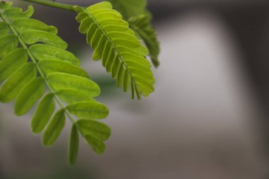Yumuşak bulanık arka plan ve kopyalama alanı, doğal ışık, botanik doku ve eko konseptine sahip taze yeşil tropikal yaprakların yakınlaştırılması.