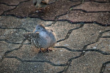 Zebra Güvercini desenli taş yüzeyde dinleniyor, zarif çizgili tüyler ve hafif doğal ışıkta yakalanan tetikte gözler, dokulu zemin ve yumuşak arkaplan ayrımı ile huzurlu şehir vahşi yaşamı anı