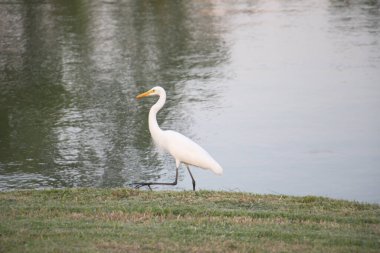 Büyük Akbalıkçıl sakin bir gölün çimenli kenarında yürüyor, zarif beyaz tüylerini ve uzun boynunu sergiliyor huzur dolu bir sulak alanda yiyecek ararken..