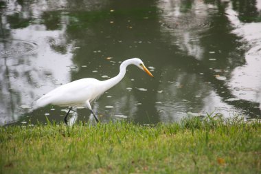 Büyük Akbalıkçıl sakin bir göletin yanında sessizce hareket ederken, eğri boynu yiyecek bulmak için su yüzeyini ararken, yeşil çimenler ve huzurlu doğal ortamdaki yumuşak yansımalarla çevrili..