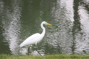 Great Egret strolling beside a reflective pond with gentle ripples, its sleek white body and long neck standing out against the textured water surface while calmly exploring the grassy shoreline.