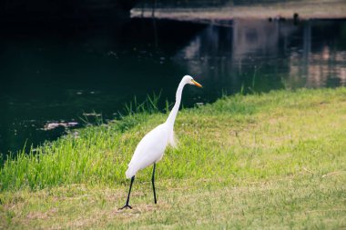 Kıyı şeridi boyunca sessizce dolaşırken, uzun boynu ve sarı gagası doğal ışıkta vurgulanmış, sakin, karanlık sularla dolu, çimenli bir göl kıyısında yürüyen zarif beyaz balıkçıl..