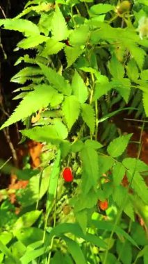 Tropik yeşillikte olgunlaşan yabani çilek. Güneşli tropikal bitki örtüsünde parlak yeşil yaprakların arasında asılı duran küçük kırmızı dut..