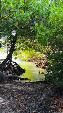 Yeşil suyu olan Mangrove orman gölü. Kökleri ve sakin yeşil suları olan tropik mangrov lagünü..