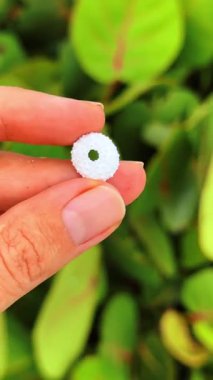 Beyaz Böcek Yumurtası. İnsan elinin, yeşil yapraklara karşı küçük beyaz bir böcek yumurtası tutuşu hassas doğal ayrıntıları gösteriyor..