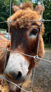Kahverengi bir eşek, açık havada tel örgünün yanında durur. İnsanlar arka planda, eşekle etkileşim kurarken ve gözlemlerken görülebilir. Kırsal kesimde güneşli bir gün.