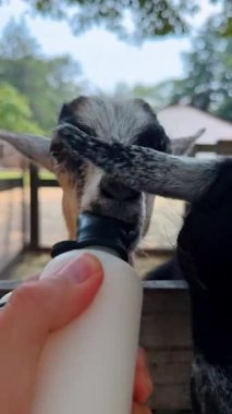 İki keçi, onları şişeyle besleyen birine yakındır. Keçiler süt içmek için istekli ve meraklılar. Gün boyunca bir çiftlikteler..