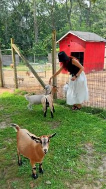 Beyaz etekli bir kadın çiftlikte keçilerle etkileşime giriyor. Kırmızı ahır ve yeşil çimenler aydınlık bir günde etrafı sararken onları beslemek için elini uzatıyor..