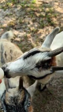 Bir insan bir şişeyle iki keçiyi besler. Bir keçi hevesle şişeye uzanırken diğeri yukarı bakıyor. Sahne güneşli ve çimenli bir alanda..