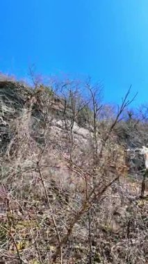 Ziyaretçiler, Niagara Şelalesi 'ndeki kayalıklardan süzülen suyu izliyor. Baharın erken saatlerinde ağaçlar çiçek açmaya başlıyor..