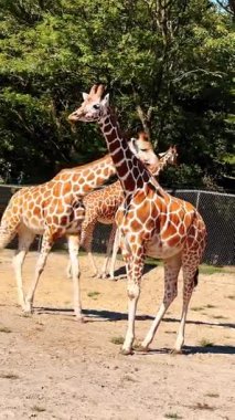Zürafalar safari parkında birlikte besleniyor. Açık bir safari alanında beslenen iki zürafa yan yana durur..