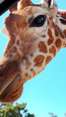 Zürafa başı beslenme sırasında kapanır. Beslenme deneyimi sırasında zürafanın yüzüne yakın plan..