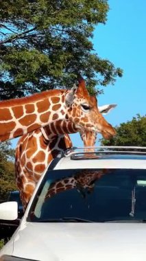 İki zürafa beslenme sırasında etkileşime giriyor. Bir çift zürafa safari parkında ziyaretçiler tarafından beslenirken etkileşime giriyor..