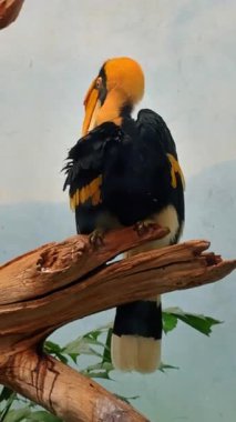 Kuş dala oturur ve tüylerini bir hayvanat bahçesi muhafazasına saklar. Parlak renklere sahip büyük bir kuş ahşap bir dalda dinlenir ve bir hayvanat bahçesi ortamında tüylerini temizler..