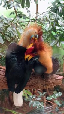 İki kuş, tropikal bir ortamda gündüz vakti yeşil bitkilerle etkileşime girer. İki renkli kuş, tropikal bir bölgede yeşil yapraklarla çevrili bir dalda birlikte oynarken görülüyor..