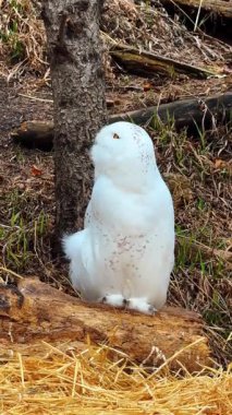 Karlı baykuş gün boyunca ormandaki bir kütüğün üzerinde oturur. Karlı bir baykuş, gün ışığında ağaçlar ve bitkilerle çevrili bir ormandaki bir kütüğe tünemiştir..