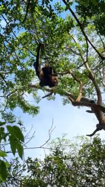Maymun güneşli bir günde ağaçların arasında sallanır. Bir maymun gün içinde ormanda dallar arasında hızlı hareket eder..