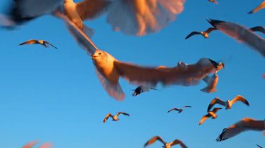 Gün batımında kıyıya yakın mavi gökyüzünde uçan kuş sürüleri. Pek çok kuş, akşam, suyun yanında güneş batarken parlak mavi gökyüzüne karşı uçar..