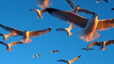 Gün batımında okyanus kıyısında uçan martılar. Gün batımında okyanus kıyısında martılar uçuyor ve gökyüzünde süzülüyorlar..