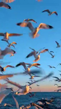 Martılar buzlu kayaların üzerinde uçuyor. Uçan martılar, kışın kışın donmuş kayaların üzerinden geçer..