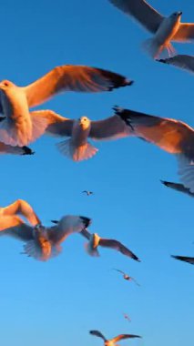 Martılar kış plajında gün batımında uçuyorlar. Renkli bir okyanus günbatımında donmuş bir kıyı şeridinin üzerinde süzülen bir martı sürüsü..