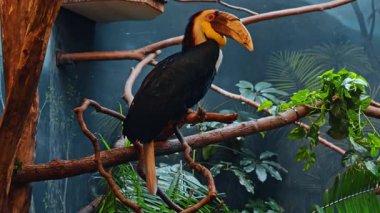 Bir dalda çelenkli bir boynuz tasarısı profili. Önde gelen cüppeli ve sarı keseli bir erkek boynuz gagası sağ tarafa bakıyor..