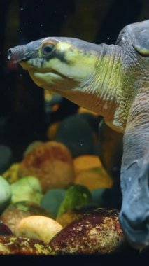 Kayaların üzerinde yüzen su kaplumbağalarına yakın durun. Pürüzsüz renkli nehir taşlarının üzerinde yüzen bir kaplumbağanın profil görüntüsü.