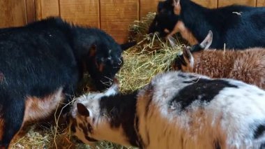 Tahta bir ağılda saman yiyen bir grup keçi. Birkaç siyah, kahverengi ve benekli keçi ahırın içinde kurumuş otlarla besleniyor..