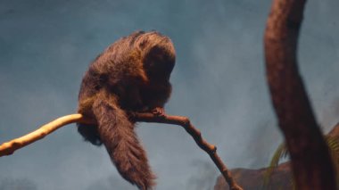 Mavi arka planda tahta dalda oturan kayak maymunu. Beyaz yüzlü saki ya da ince bir dala tünemiş koyu siyah kürklü benzer bir primat. Düşük açı görünümü, kapalı yaşam alanı.