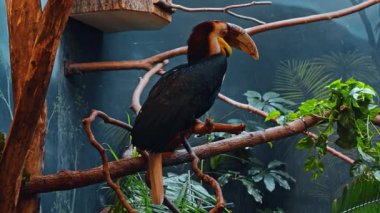 Çelenk boynuz gagası tropikal muhafaza dalına tünemişti. Siyah gövdeli, beyaz kuyruklu ve sarı keseli kalın bir dalda erkek boynuzu profili..