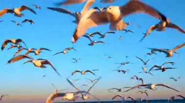 Gün batımında sahilde uçan büyük bir martı sürüsü. Birçok martı açık mavi gökyüzüne sahip altın saat boyunca okyanus ve kumlu kıyılarda uçar..